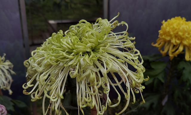 如何成功种植菊花（时间）