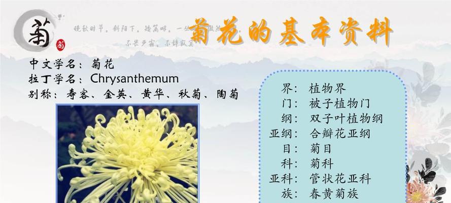 菊花能否在寒冷的冬天存活（探究菊花在冬季的生命力和防寒措施）