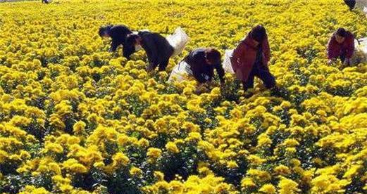 菊花在冬天的养护秘籍（冬季菊花如何保养）