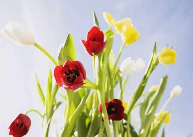 郁金香花语与寓意（用花语传递真情）