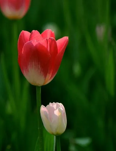 解读郁金香花语，探寻花开的意义（深入剖析郁金香的象征与内涵）