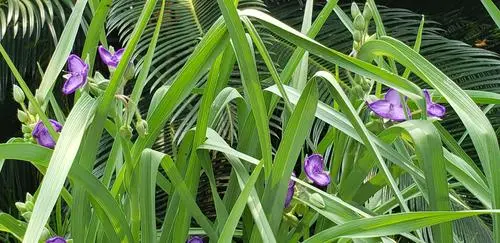 鸢尾花，传递爱与希望的使者（用花语述说情感）