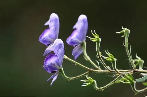 云实的花语与文化背景（探寻云实花的神秘意义与文化传承）