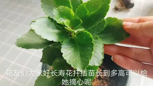 长寿花花语-寓意长寿与幸福的生命之花（探索长寿花所象征的美好寓意）