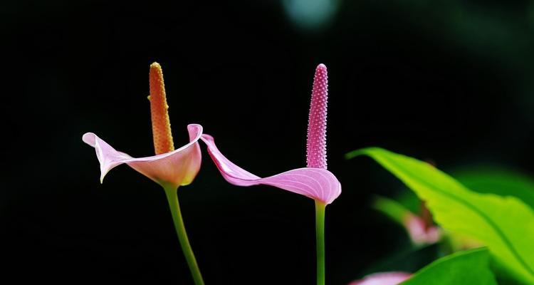 红掌花语的美丽与寓意（探索红掌花的独特花语）