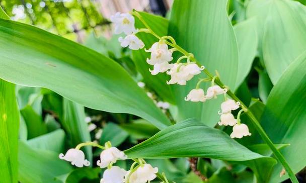 铃兰花语与其象征意义（传递希望与坚持的花朵）