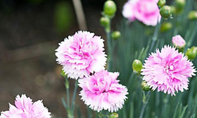 康乃馨醒花技巧大揭秘（打造花坛新气象）