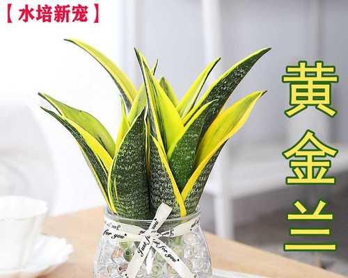 客厅茶几上的5种最佳植物（选择适合客厅摆放的绿植）