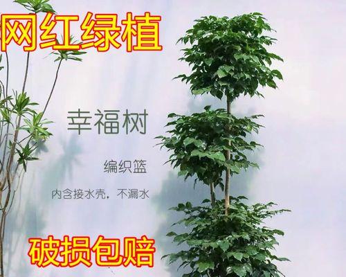 客厅装饰，这些植物最合适（打造清新舒适的客厅）