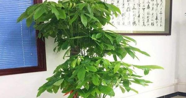 客厅绿化之道（如何选择适合种植在客厅的植物）