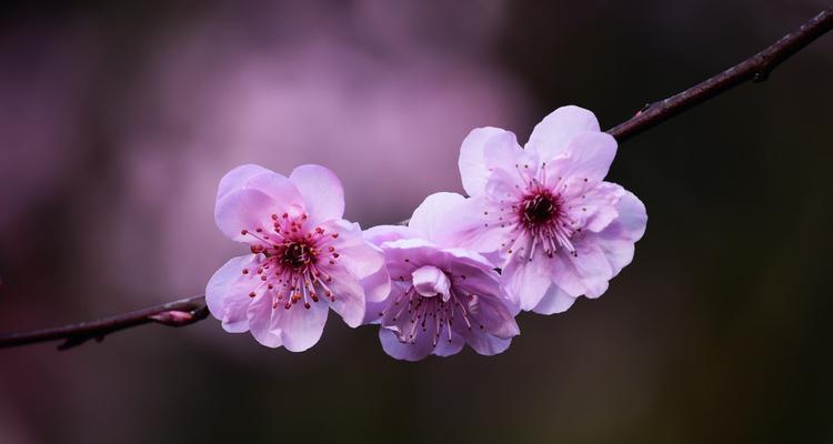 梅花的花语与象征（探寻梅花的意义与美丽）