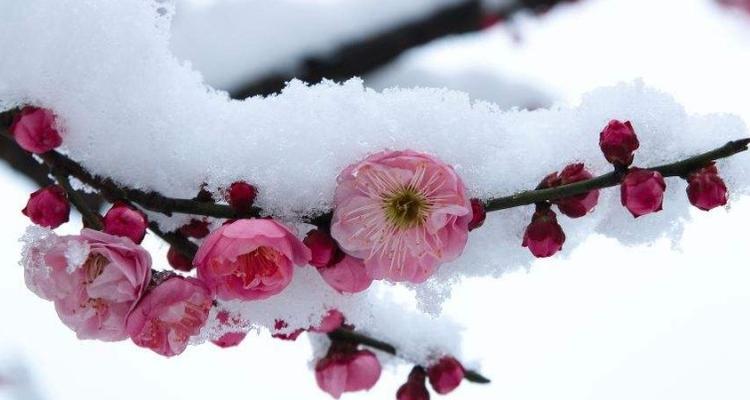 梅花的花语与象征（探寻梅花的意义与美丽）