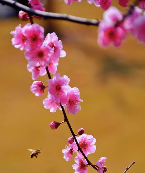 梅花的花语与象征（探寻梅花的意义与美丽）