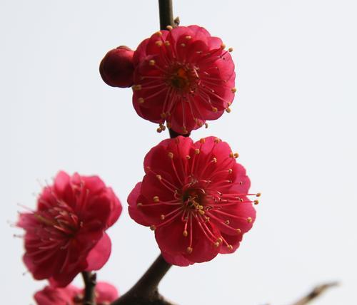 解读梅花的象征意义（美丽的寒冬之花）