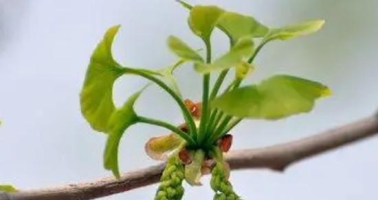 植物守护生命的力量（探索植物代表守护的奇妙世界）