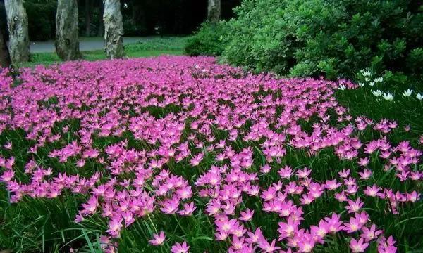 四季花开，岁月流转（揭示自然轮回的美丽奥秘）