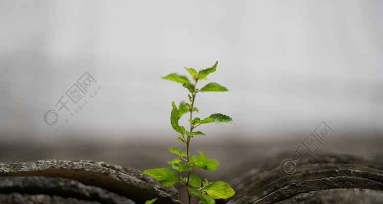 勇气与坚强的植物（探索勇气与坚强的植物世界）