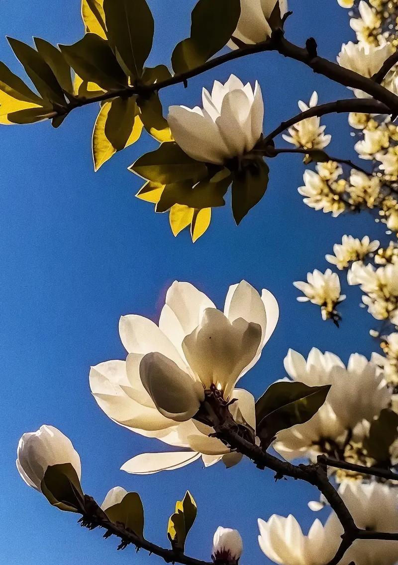 友谊长存的花（以花为媒）