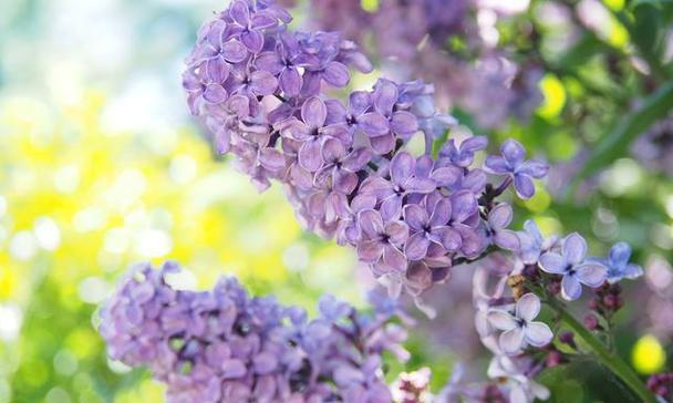 丁香花的花语与代表意义（揭示丁香花的深邃内涵）