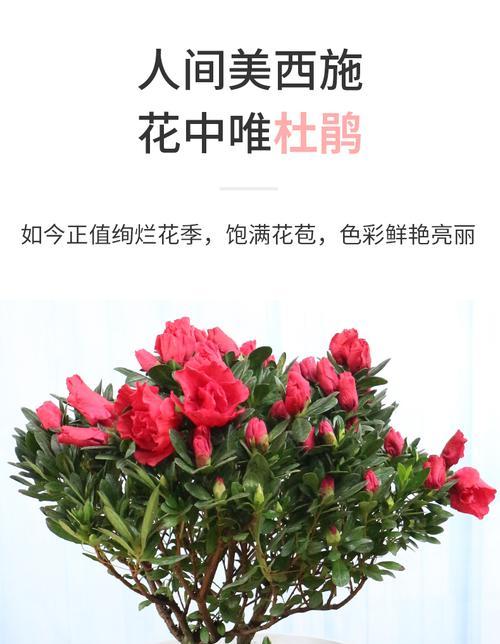 杜鹃花（生肖杜鹃花的象征与意义）