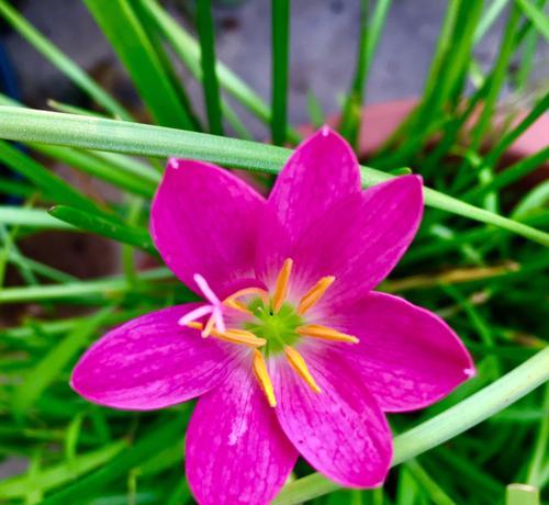 风雨兰的花语和寓意（探寻风雨兰所象征的花语世界——祝福）