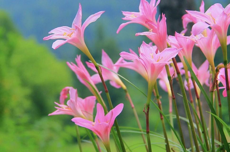 风雨兰的花语与寓意（揭秘风雨兰的花语）