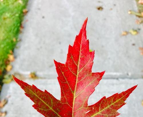 枫叶的花语——秋天的美丽与变迁（枫叶的花语和象征意义及其在生活中的应用）