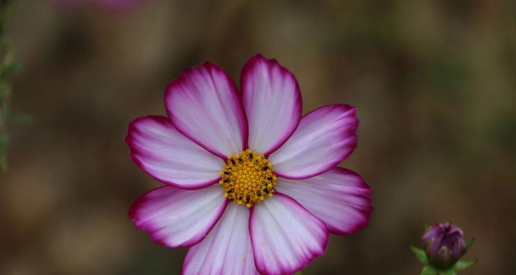 格桑花的花语与含义（揭秘格桑花的神秘内涵）