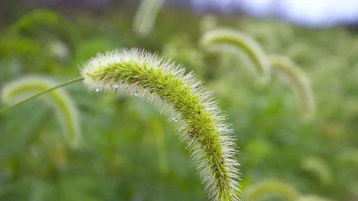 狗尾巴草花语与寓意（探索狗尾巴草的深层含义）