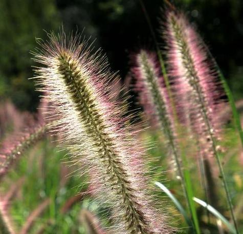 狗尾草的花语（揭秘狗尾草的神秘花语和象征意义）