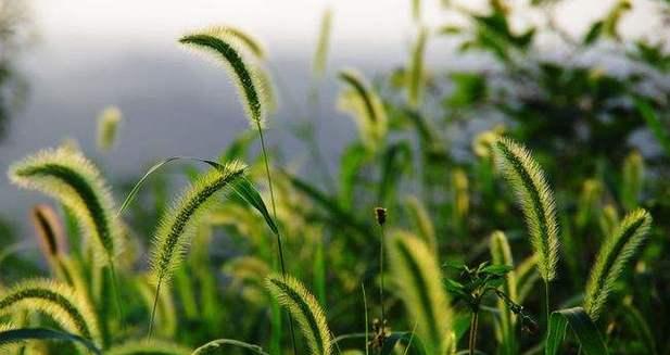 狗尾草的花语（揭开狗尾草花语的浪漫之谜）