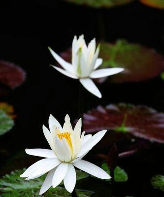 黑色莲花的象征意义（黑色莲花的深邃之美）