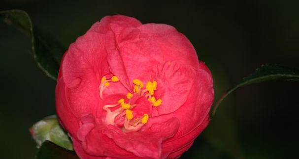 红色山茶花（红色山茶花花语及代表意义解析）