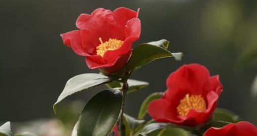 红山茶花的花语与代表意义（红山茶花之美与人生的启示）