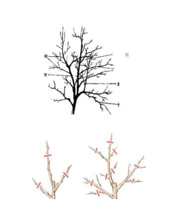 蓝石莲修剪方法大揭秘（轻松掌握专业修剪技巧）