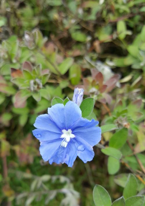 探寻蓝星花的花语与寓意（探究蓝星花背后的深刻内涵）