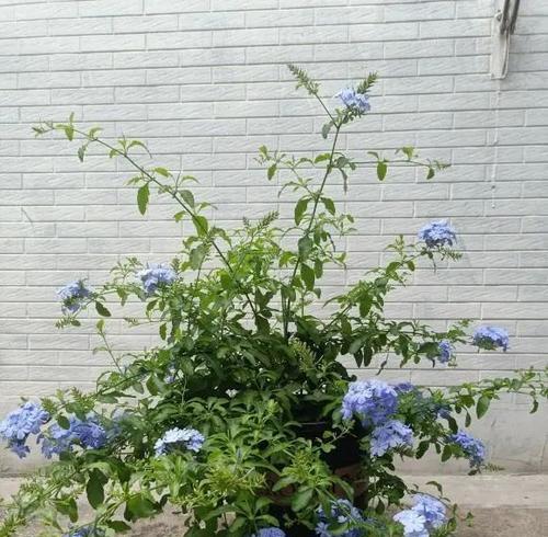 如何选择最佳的蓝雪花种植时间（在正确的时机下手）