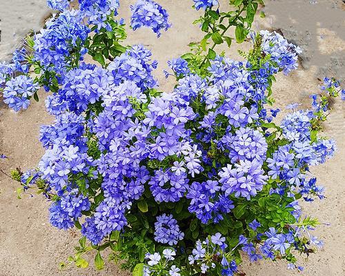 蓝雪花——一种神奇的爬藤植物（探秘蓝雪花的神奇特性与生长习性）