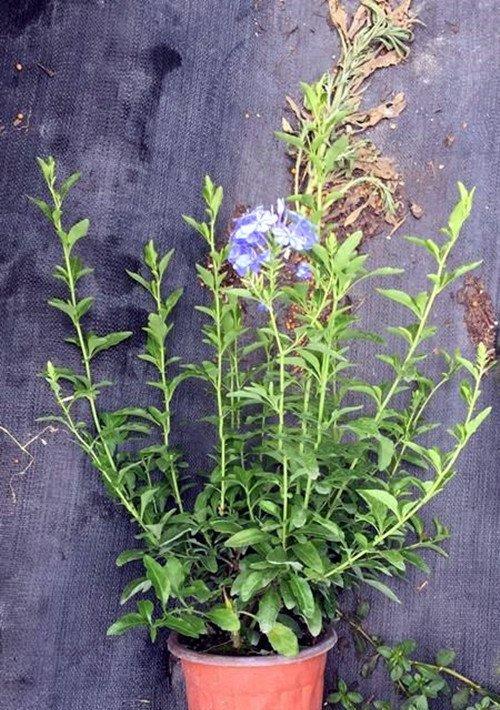 蓝雪花有种子吗（探讨蓝雪花的种子形态及如何繁殖）