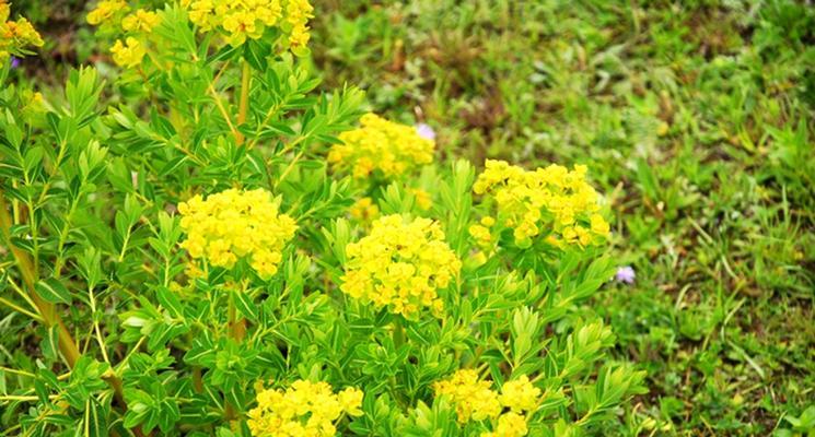 狼毒花的生长特征和开花时间剖析（了解狼毒花）