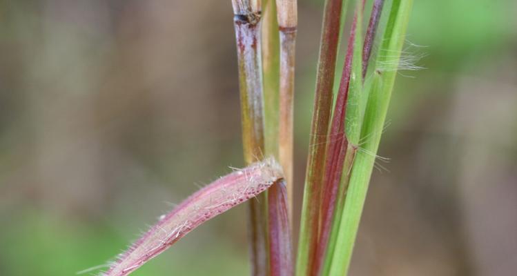 认识狼尾草——一种多功能的植物（从种属、形态到用途）