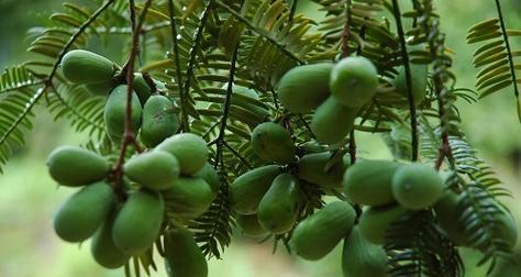 老鸦几年结果实种植多久能挂果（探究老鸦果树结果实的时间及种植技巧）