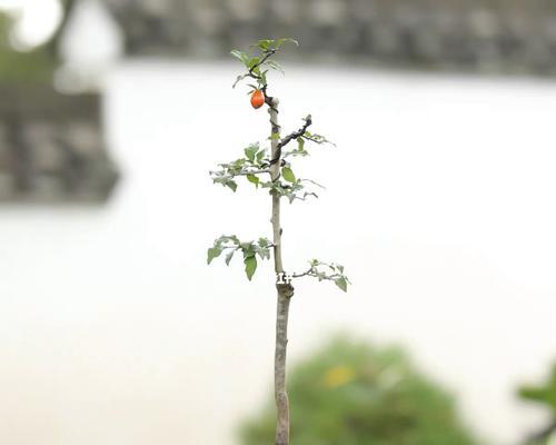 老鸦柿的种植及结果（一棵老鸦柿树的生命历程）