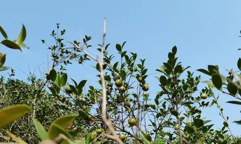 老油茶树不结果怎么办（探究老油茶树不结果的原因与解决方法）