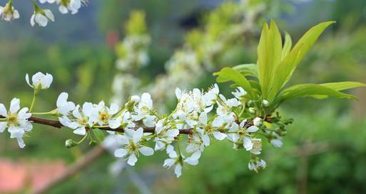 梨花——文化符号中的风流才子（中国传统文化中的梨花美学）