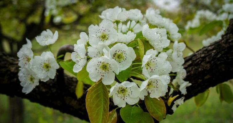 梨花开花的季节和月份（探秘梨花开花规律）