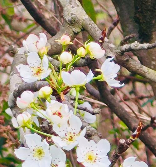 梨花盛开的季节（探秘梨花开放的时间及文化内涵）