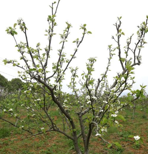 梨树能否在冬天栽活（冬天梨树栽种的关键）