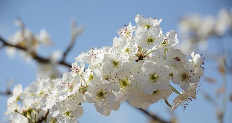 梨树的开花结果时间（解析梨树开花结果的季节及生长环境）