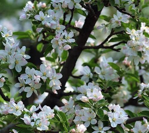 梨花绽放，何色为主（揭秘梨树开花的奥秘）